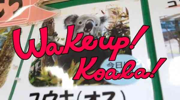 Wakeup! Koala!