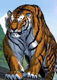 Tiger Brother Barkhan - Part 2